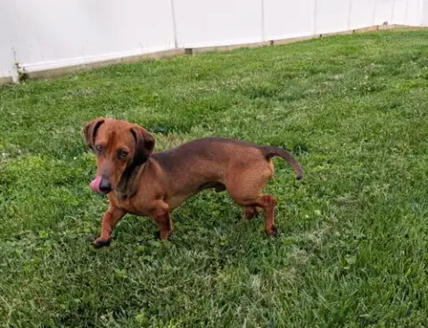 Hugo In Nc photo 5