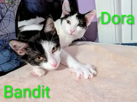 Kitten Darling Dora photo 4