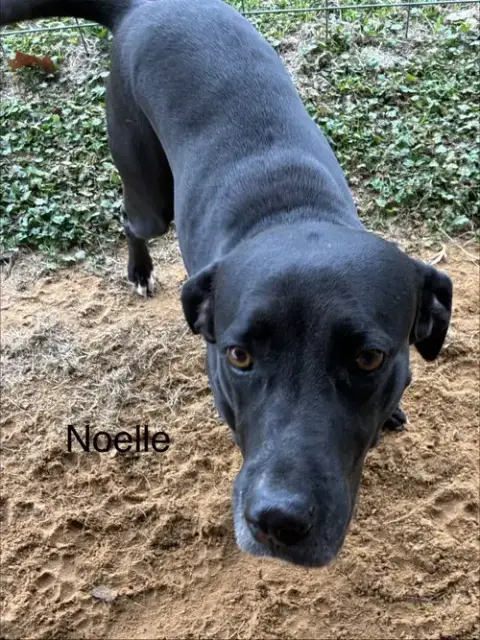 Noelle photo 3