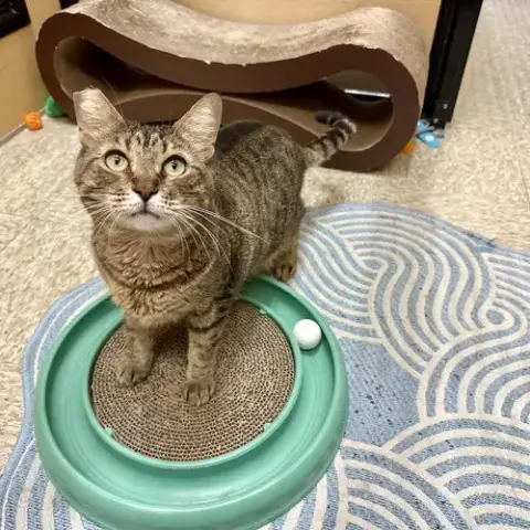 Munchkin photo 2