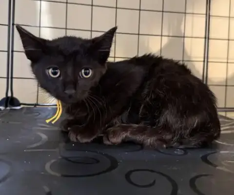 Frankenstein Not At The Shelter photo 2