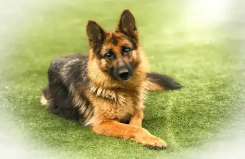 Heidi