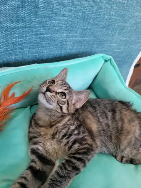Chipette