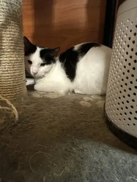 Domino