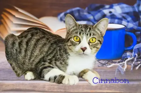 Cinnabon