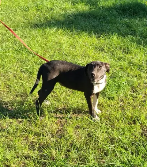 Oakley