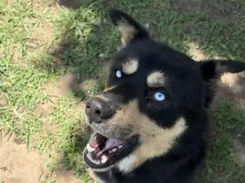 Roguie