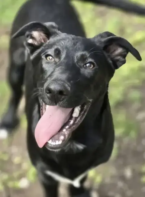 Shep