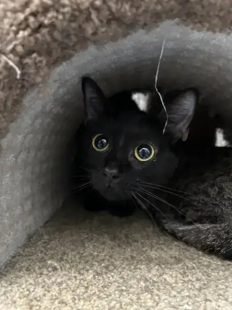Nala