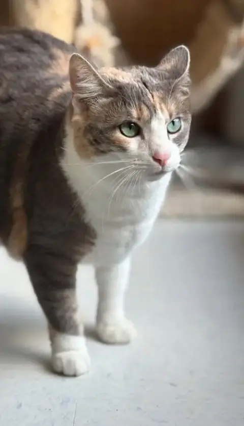 Patches photo 3