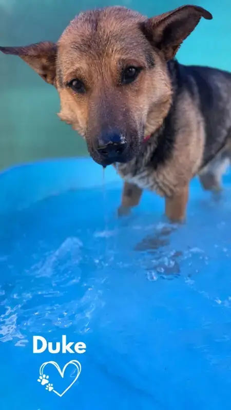 Duke