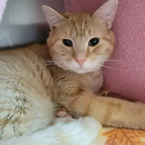 Pistachio