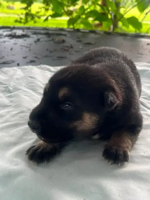 Bear