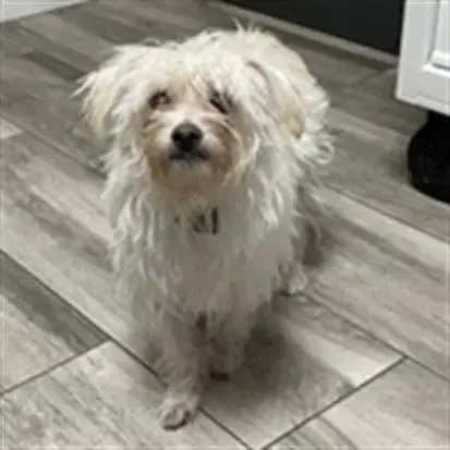 Jeanie-Pending Adoption