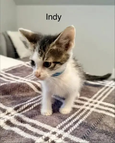 Indy photo 2