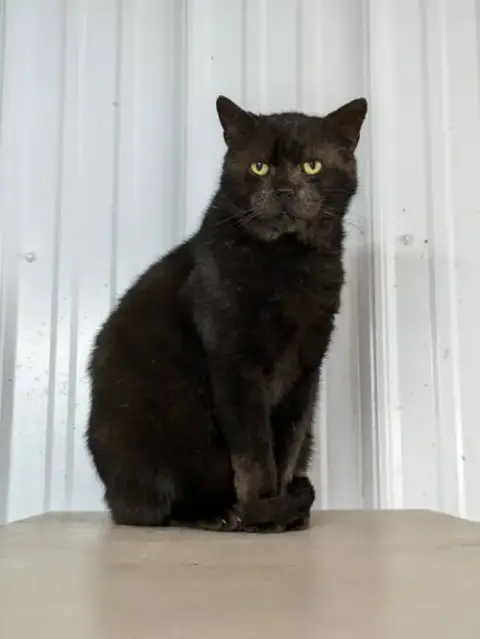 Onyx photo 2
