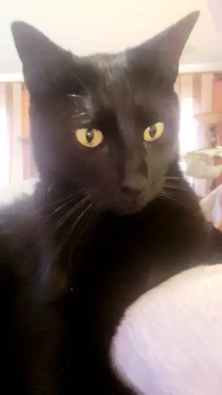 Milo #Lapcat