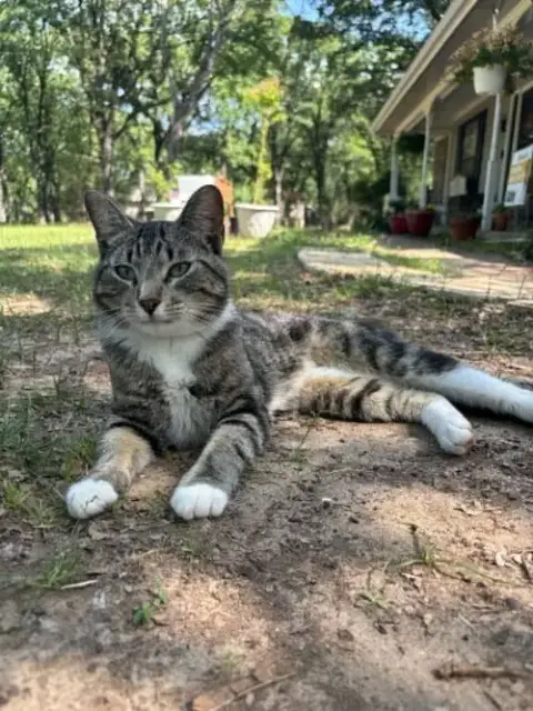 Puss In Boots