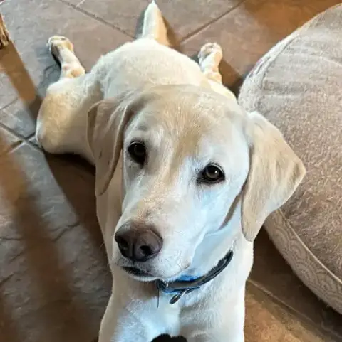 Max 8