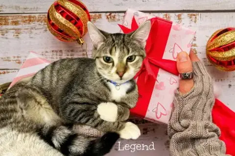 Legend photo 2
