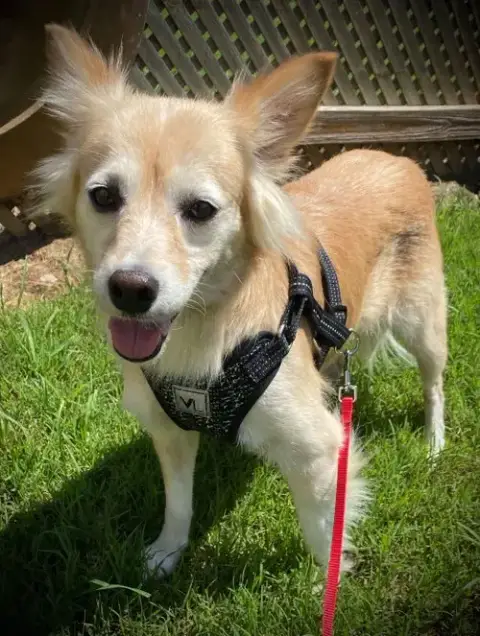 Sadie May 26 Bonded To Peanut May 26 photo 5