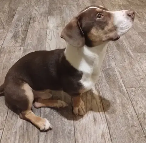 Harlow-Adopted 5/10/26 photo 2