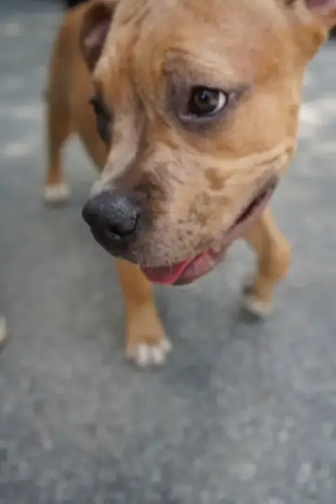 Hazel photo 2