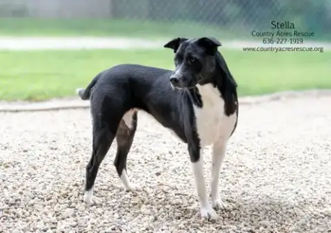 Stella photo 4