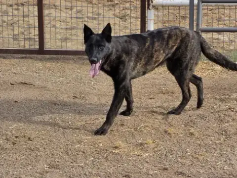 The River Pups- Mesquite In Nm Fka Romeo photo 3