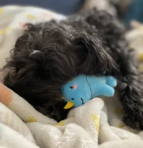 Toto photo 3