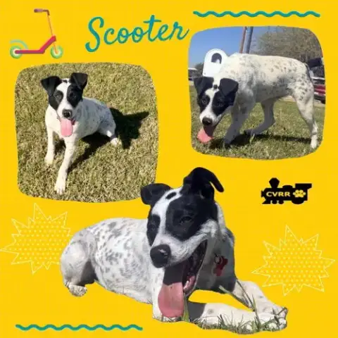 Scooter