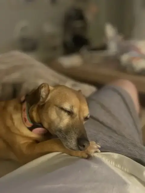 Harley photo 4