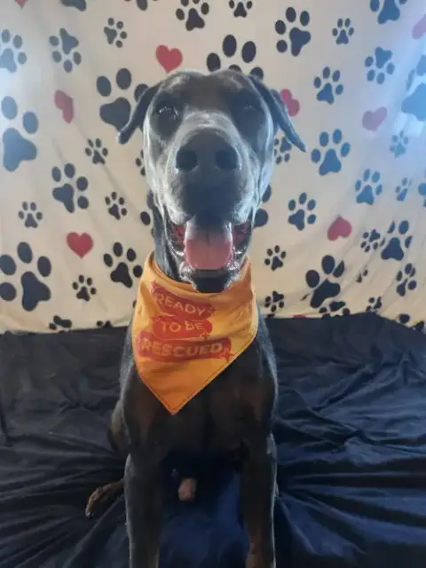 Roscoe photo 2