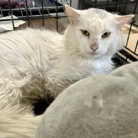 Falkor Ii photo 2