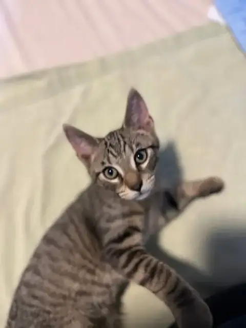 Jj