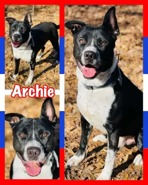 Courtesy Post..Archie