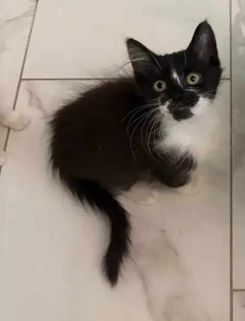 Biba