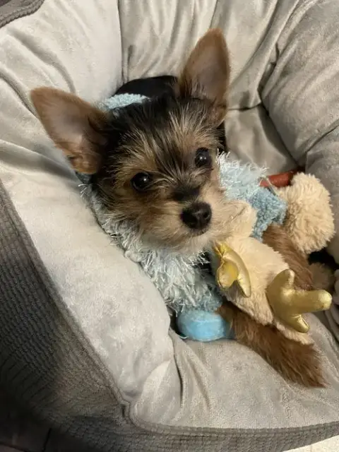 A Gia photo 2