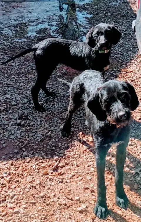 Yin Yang