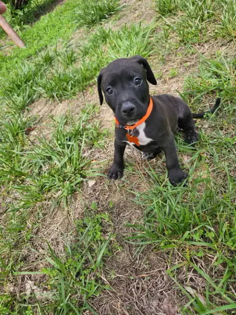 Cyrus- Stormie Litter photo 2