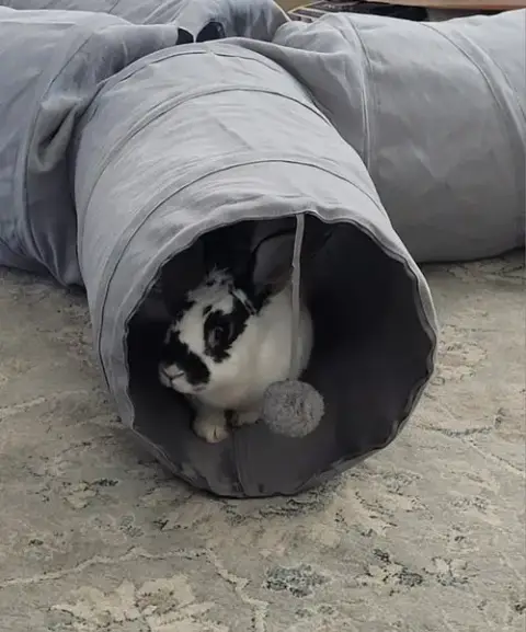 Lola 2 Rabbit photo 4