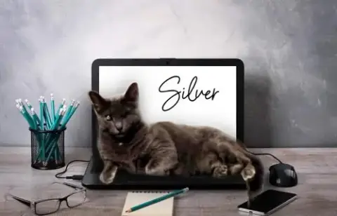 Silver photo 2