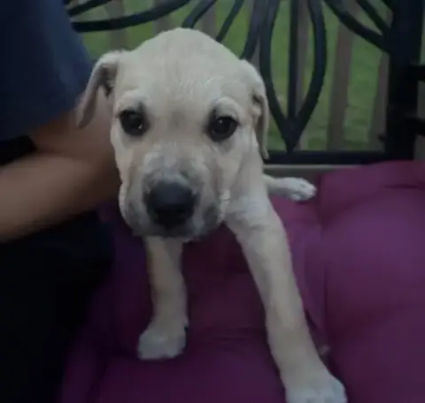 Archie