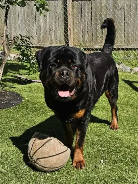Big Poppa photo 2