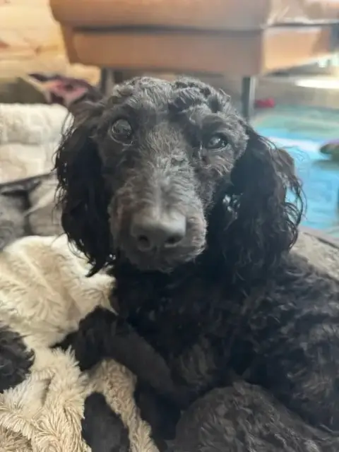 Kodak