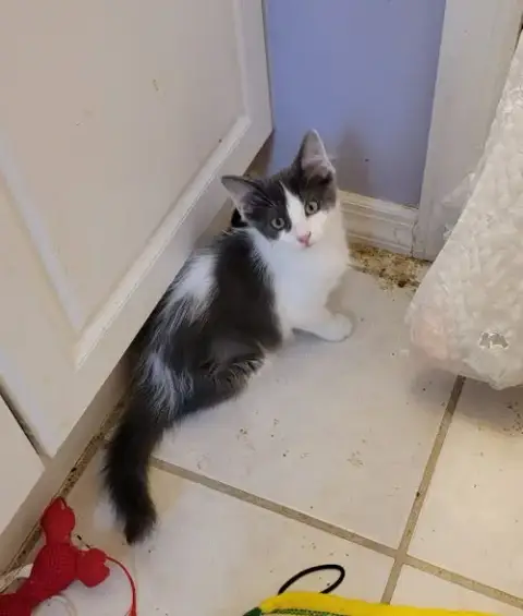 Bella
