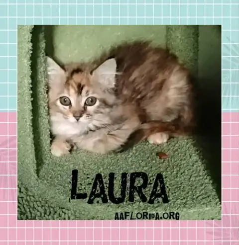 Laura