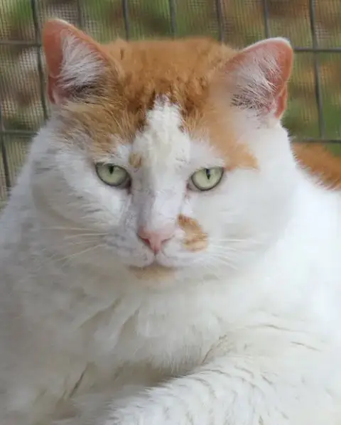 Alberto