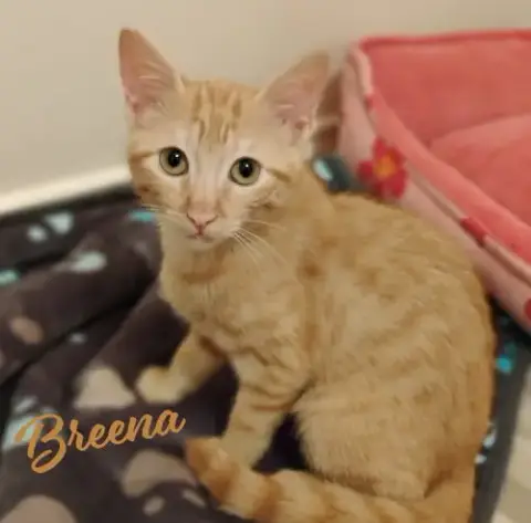 Breena #Little-Girl-Big-Opera-Voice
