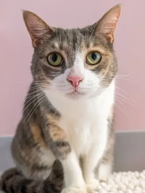 Leela